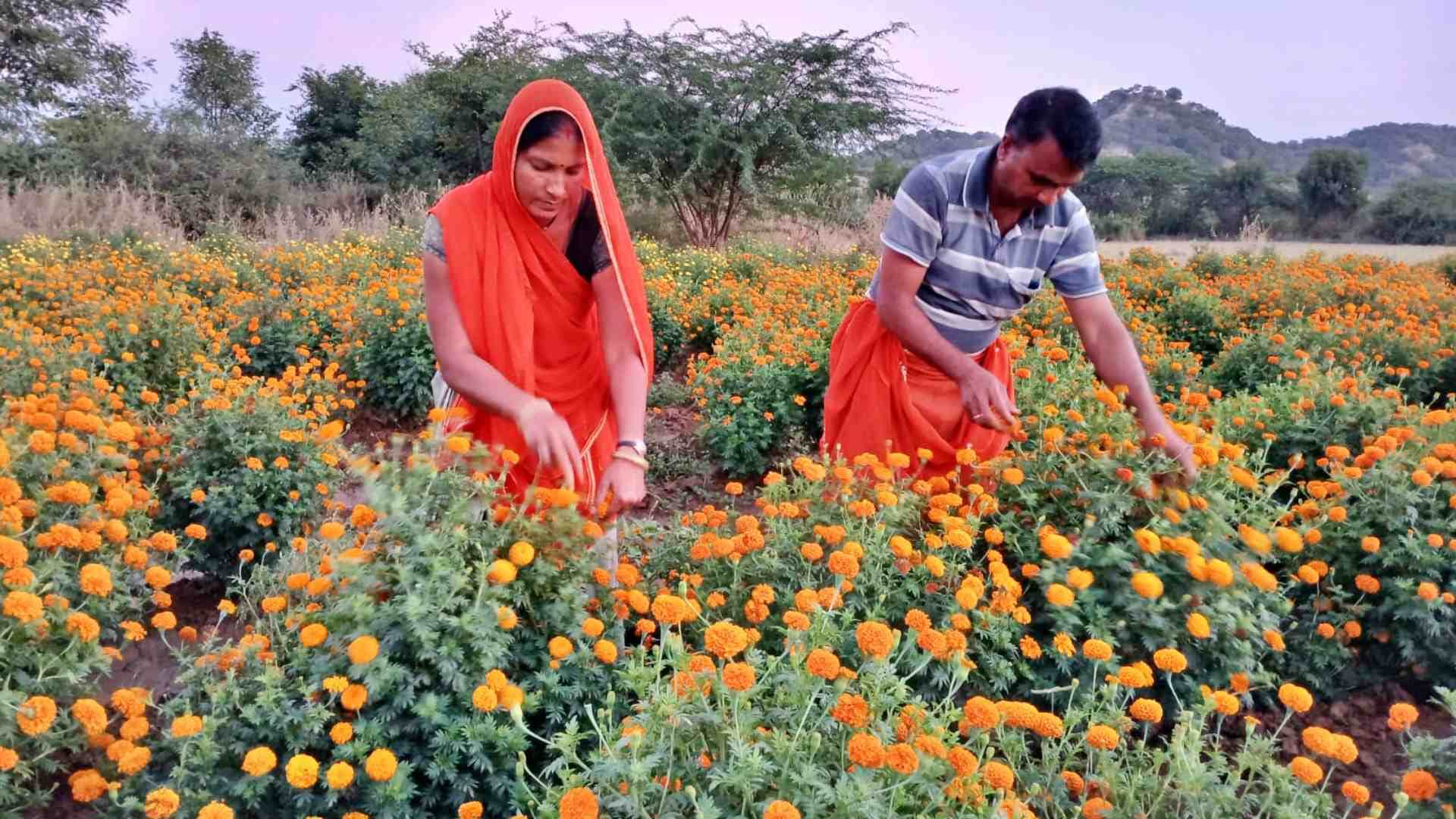 राजस्थान का गुरला कस्बा में फूलों की खेती।