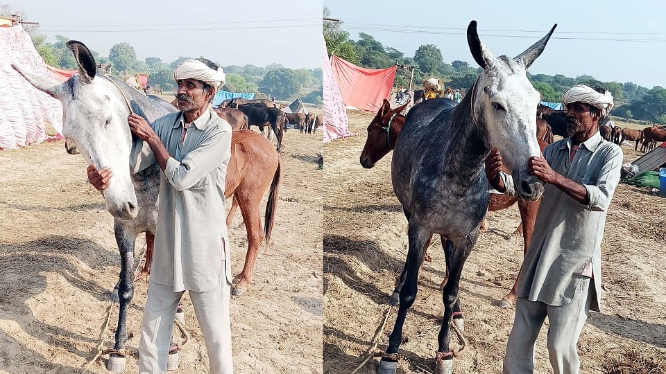 Bateshwar Fair: strong hooves price Rs 3.50 lakh mule raja expert in climbing Vaishno Devi