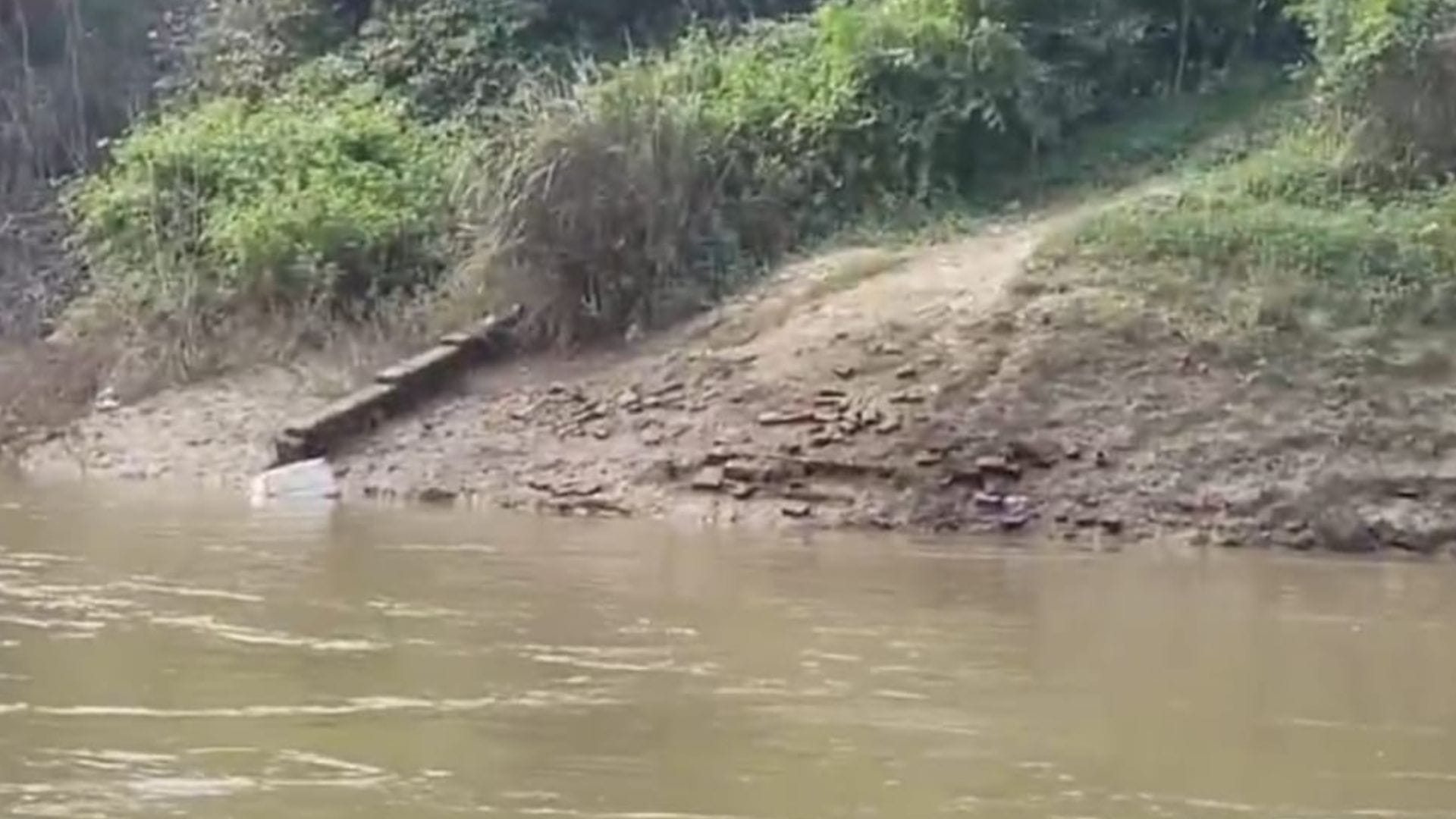 There was a stir after a crocodile was seen in the river in darbhanga