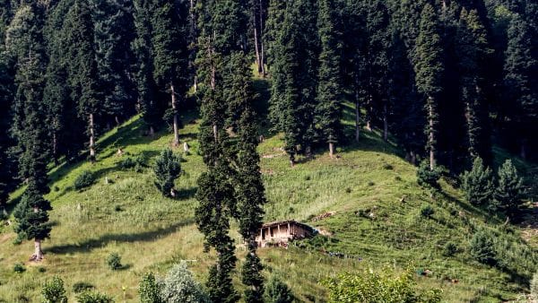 global tree assessment report one third tree species facing extinction threat