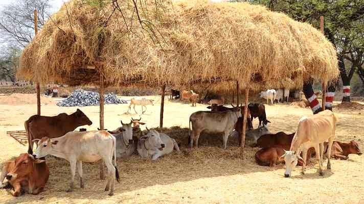Cattle Farming India CEEW Study Non-Dairy Economy Milk Production India Rural Economy News in Hindi