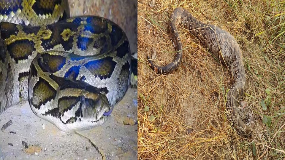 python swallows jackal alive in Agra viral video hindi news