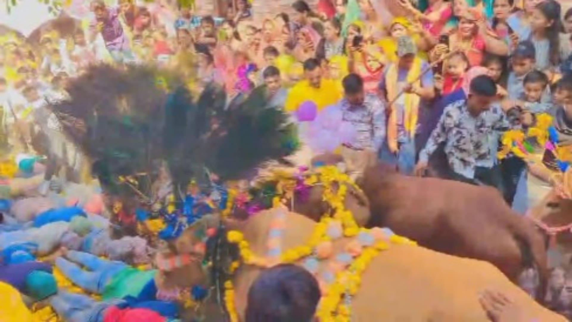 Dhar News: Cow Gohari festival celebrated with great pomp, hundreds of decorated cows passed over devotees
