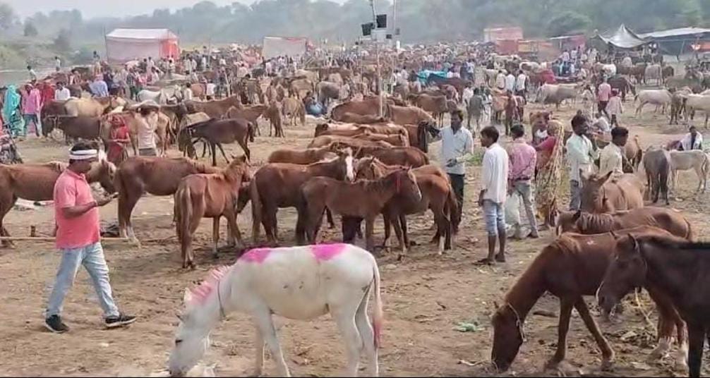 Donkey Fair set up on the banks of Mandakini river mules and donkeys named after film stars will be auctioned