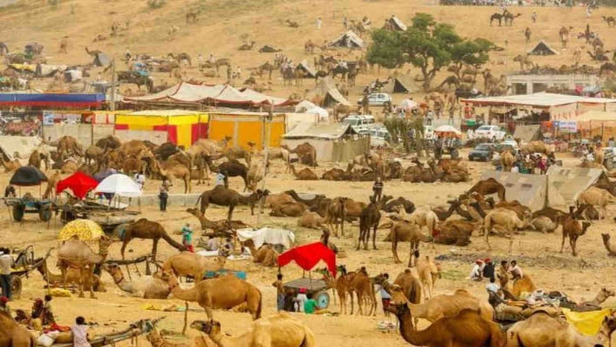 Ajmer: Pushkar cattle fair will start from Saturday