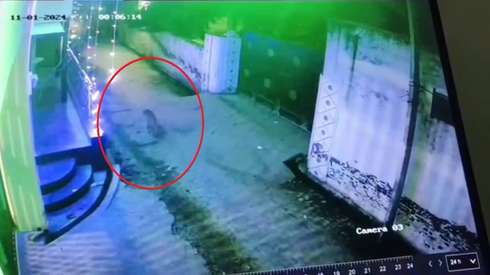 Villagers spent night in terror after seeing a leopard on Diwali forest department team is investigating in Ha