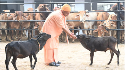 CM Yogi did cow service in Gorakhpur Gorakhnath temple, brought two cows, loved them, fed them with hands