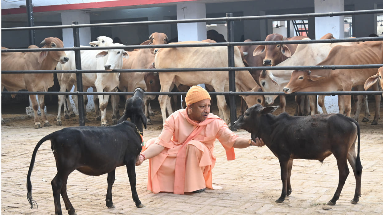 CM Yogi did cow service in Gorakhpur Gorakhnath temple, brought two cows, loved them, fed them with hands