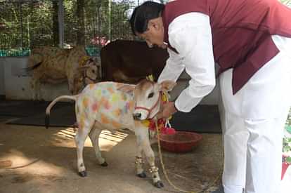 MP News: CM Mohan Yadav performed Govardhan Puja in the cowshed of Chief Minister's residence, honored 10 best