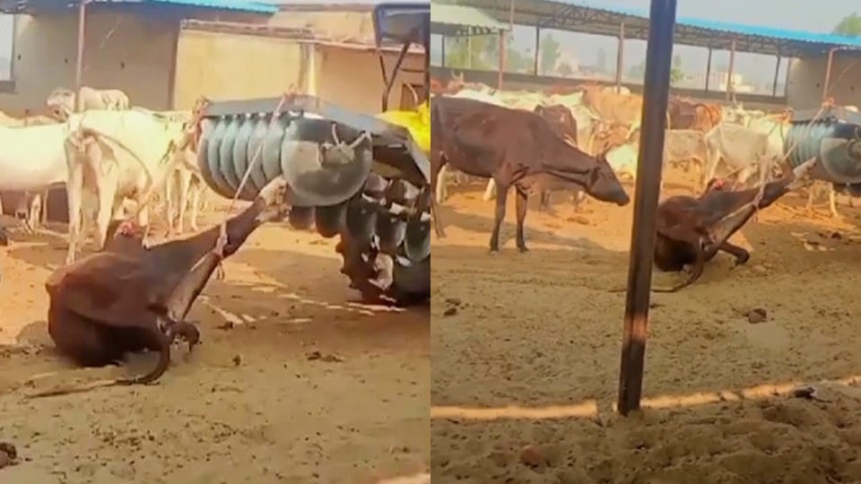 Cruelty in Sambhal's Gaushala: Sick cows were tied to a tractor and pulled..video went viral