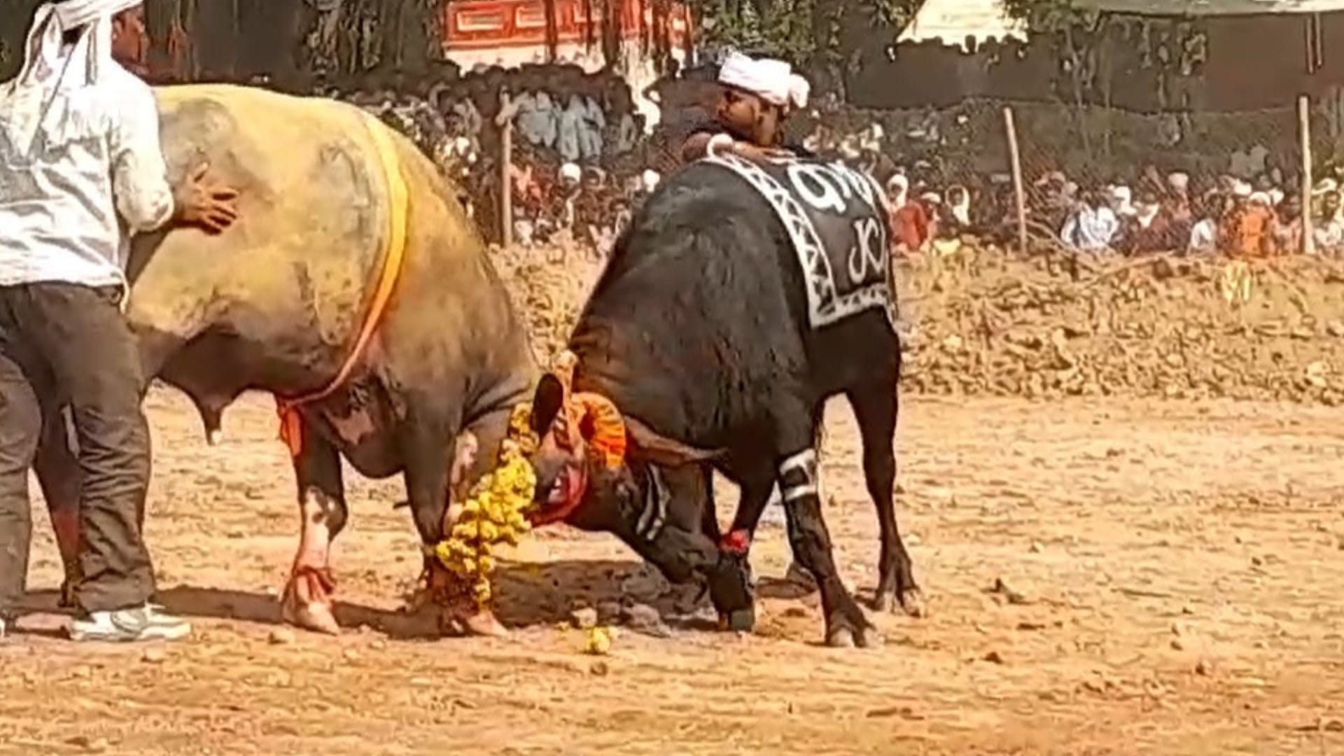 शाहपुर में पाड़ों की टक्कर का हुआ आयोजन