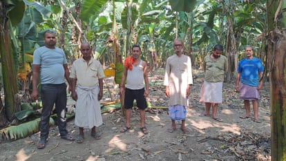 Bihar: Sweetness of Hajipur china and Malbhog banana will not be available on Chhath festival, farmers