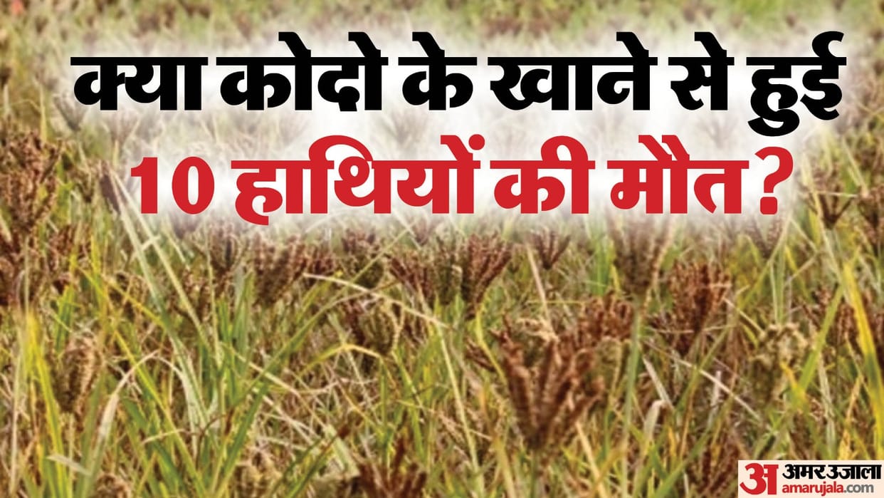 MP News: The mystery of death of 10 elephants in 72 hours is still unsolved, could tamarind water or buttermil