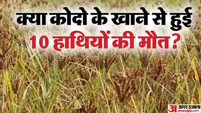 MP News: 72 घंटे में 10 हाथियों की मौत की गुत्थी अब भी अनसुलझी, क्या इमली का पानी या छाछ से बच सकती थी जान? MP News: The mystery of death of 10 elephants in 72 hours is still unsolved, could tamarind water or buttermil