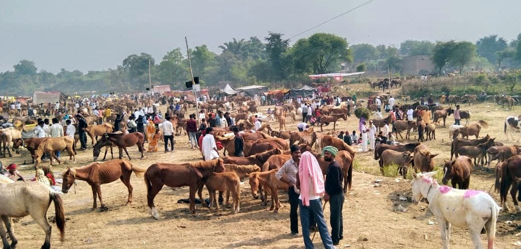 Donkey fair brings in business worth nearly Rs 1 crore Shahrukh sold most expensive Salman in second place