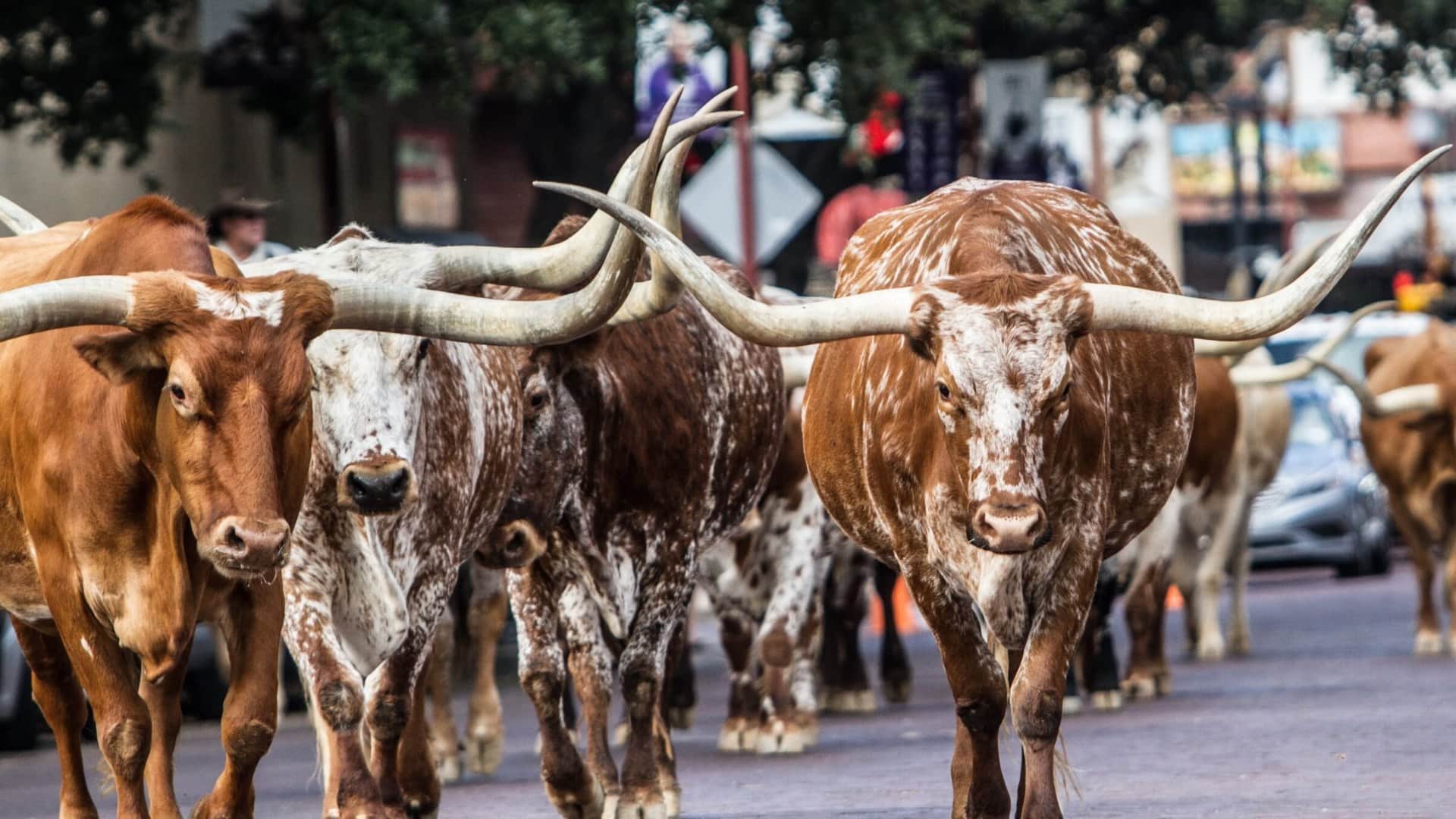 Mundari Tribe: people of mundri tribe protect cow with ak 47 can take anyone life for cows