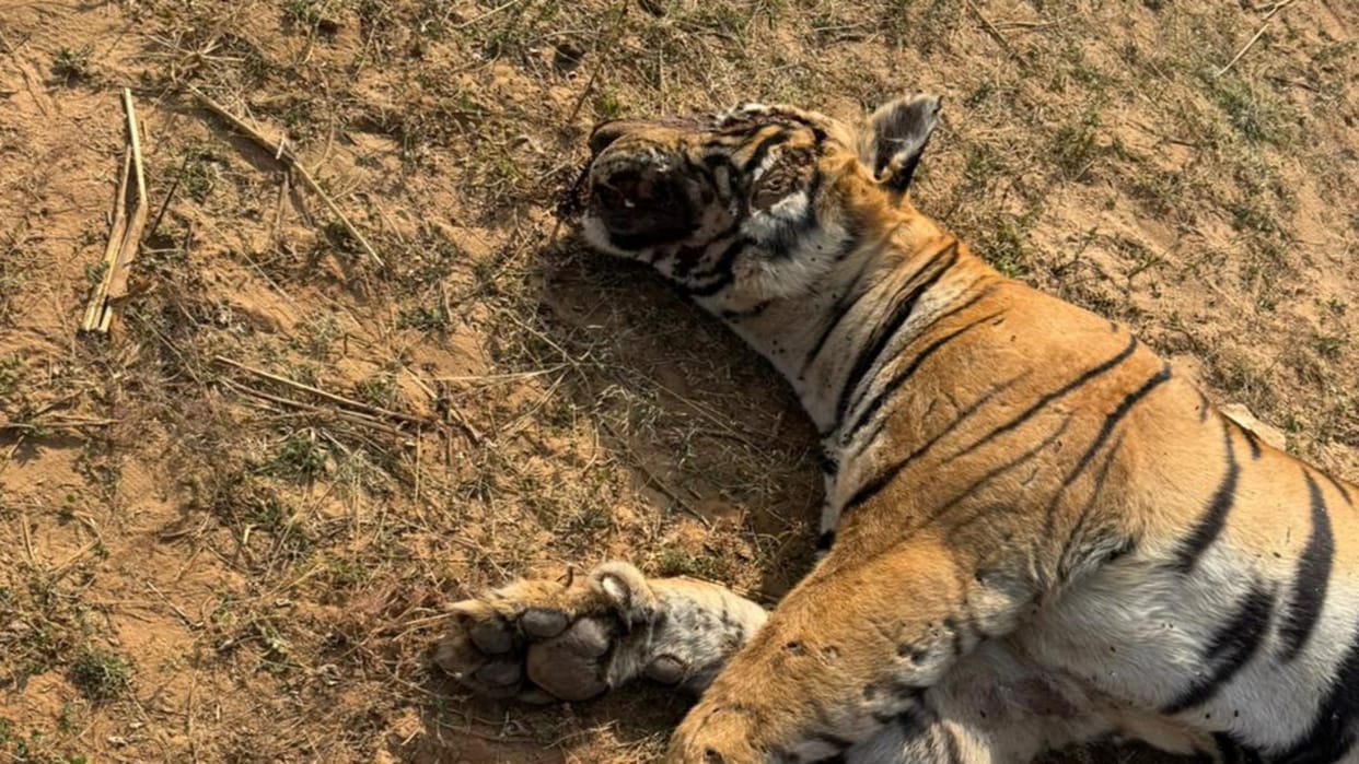 Sawai Madhopur: Revenge of blood, suspicious death of Tiger T 86, forest department did not confirm