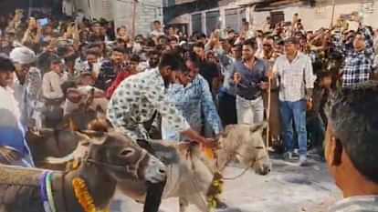 Bhilwara News : मांडल में गधों का पूजन कर शृंगार किया, जानिये कुम्हार समाज की इस अनोखी परंपरा के बारे में Bhilwara News: Donkeys are worshiped in Mandal, know about this unique tradition of potter community