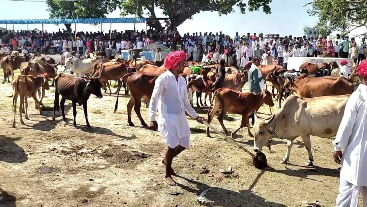 Kekri News red cow came out from under Gopal Maharaj bow in famous fair of Sampla sign of good times