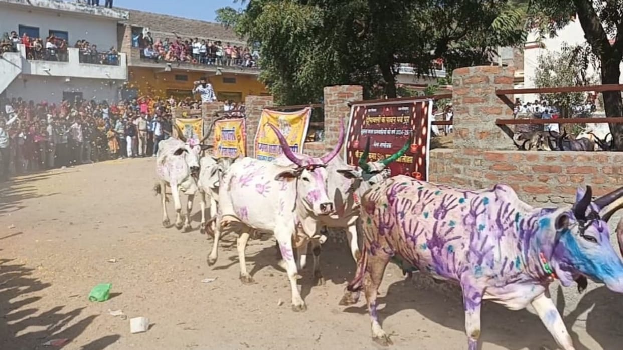 Rajasthan Unique tradition of cow race in Sirohi predictions are made for next year farmers get indication