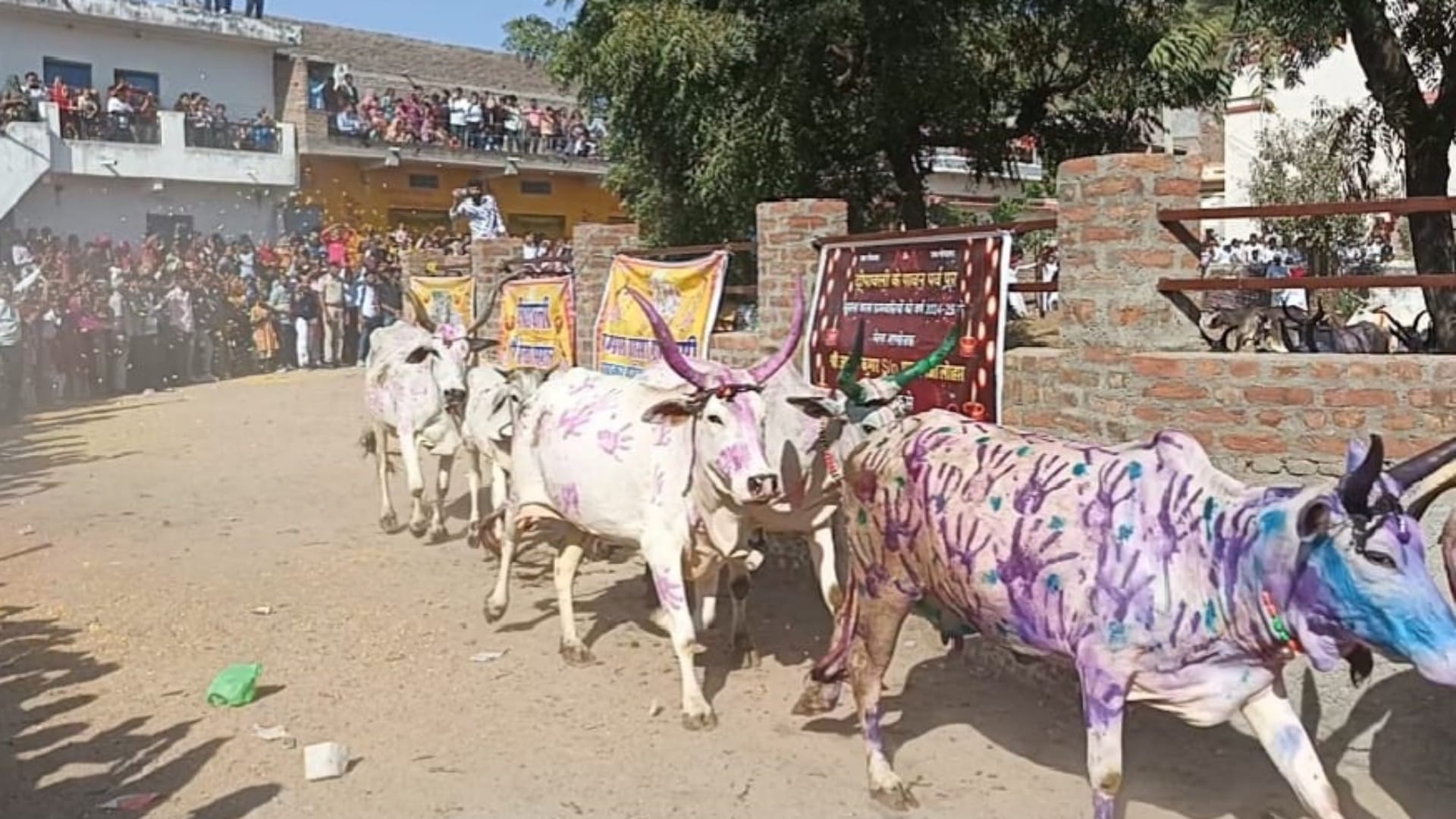 गाय दौड़ परंपरा