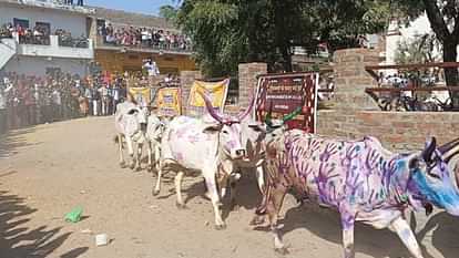 Rajasthan: सिरोही में अनोखी गाय दौड़ की परंपरा, अगले साल का लगाते हैं अनुमान, किसानों को मिलता है ये संकेत Rajasthan Unique tradition of cow race in Sirohi predictions are made for next year farmers get indication