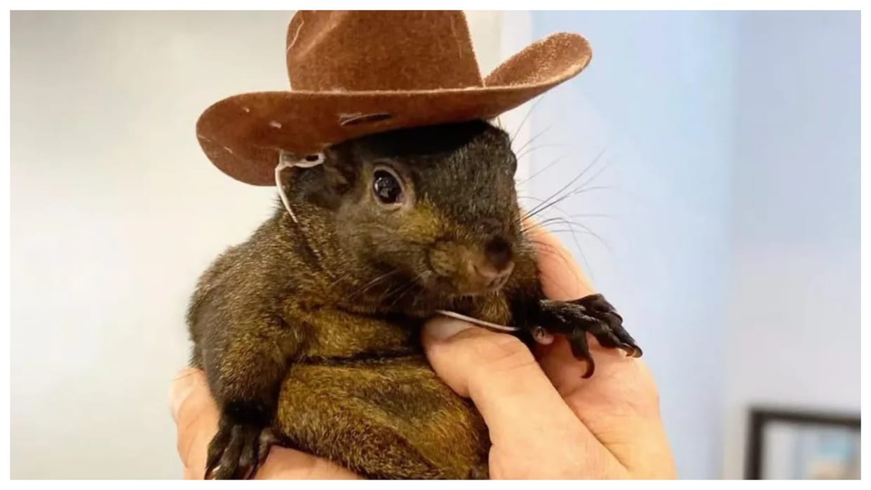 USA social media star squirrel peanut euthanised elon musk says doanld trump saves them