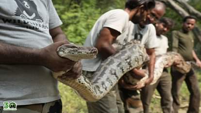 giant python of 30 feet length and 55 kg weight was rescued in agra