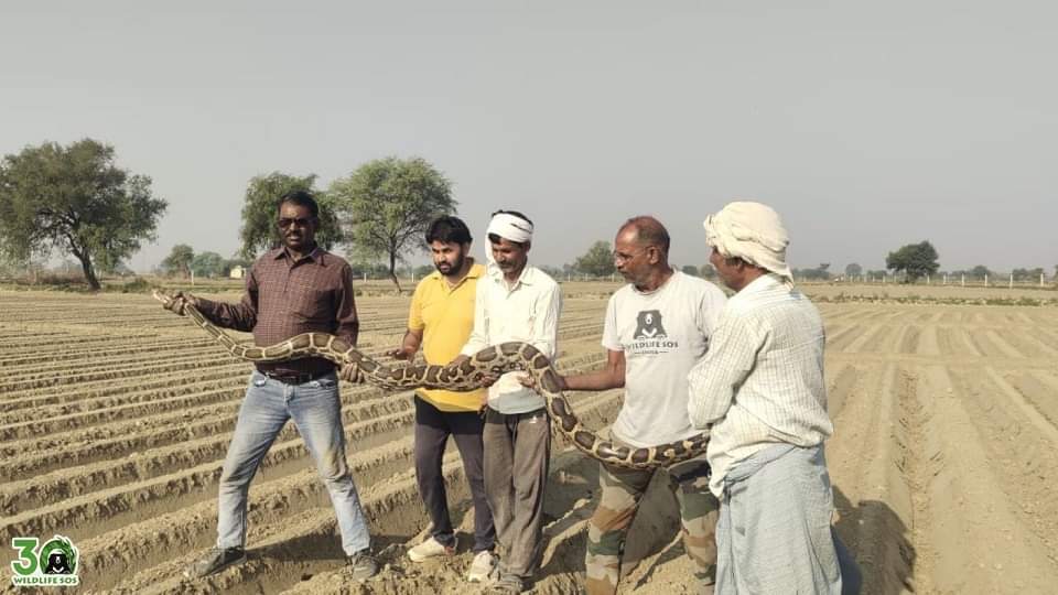 giant python of 30 feet length and 55 kg weight was rescued in agra