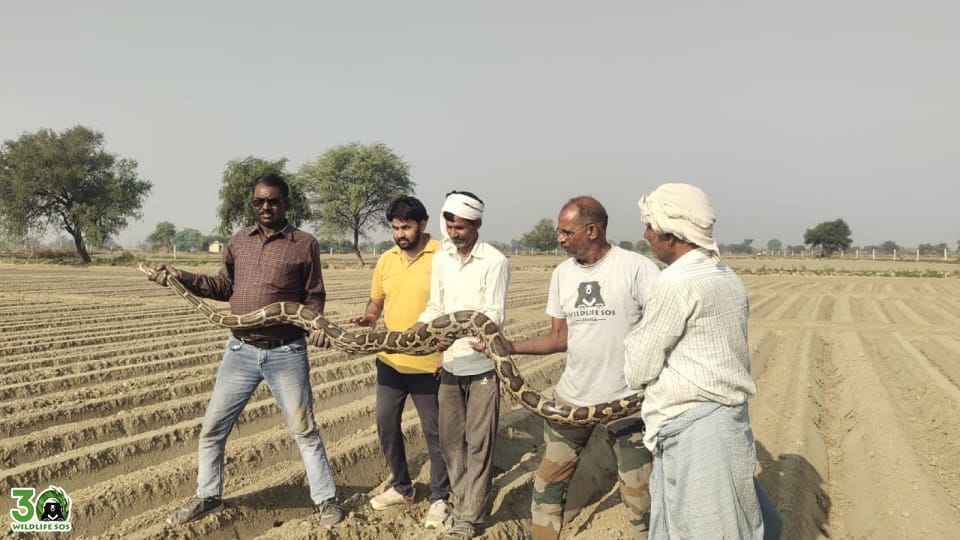 giant python of 30 feet length and 55 kg weight was rescued in agra