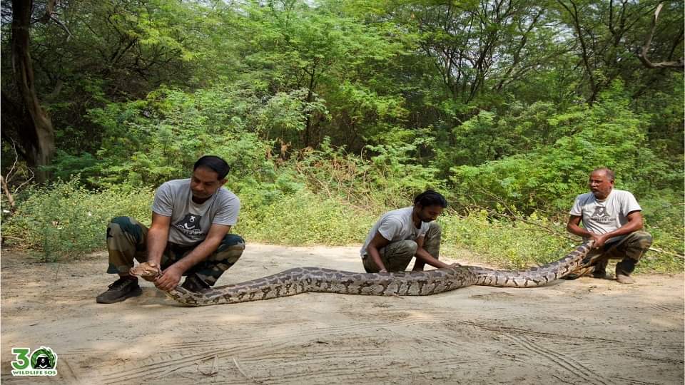 giant python of 30 feet length and 55 kg weight was rescued in agra