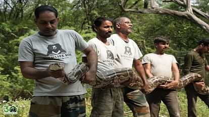 giant python of 30 feet length and 55 kg weight was rescued in agra