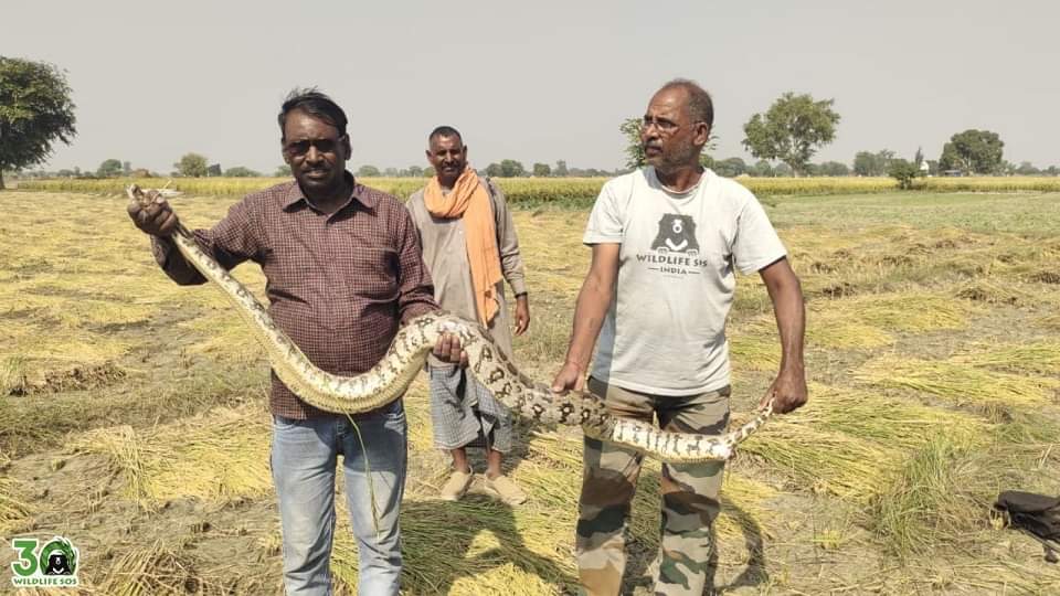 giant python of 30 feet length and 55 kg weight was rescued in agra
