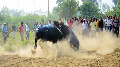 people organized buffalo fight in the name of tradition in bareilly