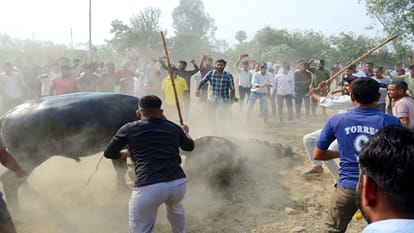 people organized buffalo fight in the name of tradition in bareilly