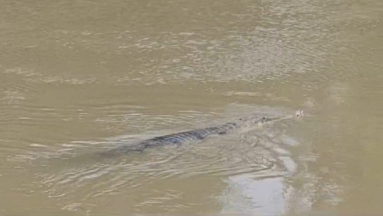 Darbhanga: Crocodile in Adhawaara group of rivers hundreds of devotees will celebrate Chhath in shadow of fear