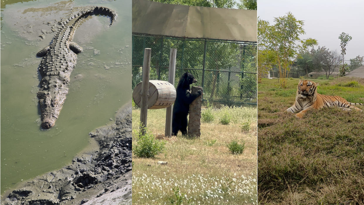There has been a change in the diet of wild animals in Gorakhpur Zoo,