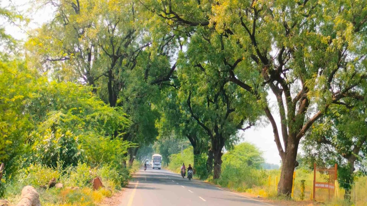 Omkareshwar News: Hundreds of years old trees collapsed on the Omkareshwar to Mortakka road