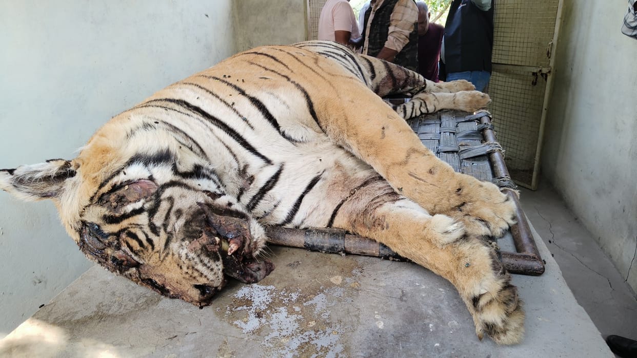 Sawai Madhopur: Tiger's murder confirmed after post-mortem, action will be taken against the accused