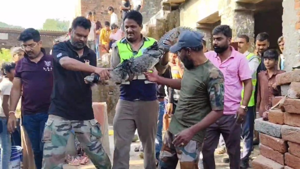 Chittorgarh crocodile entered house at night everyone was shocked when they saw it was rescued safely