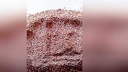 Kinnaur: किन्नौर में लुप्त होने के कगार पर शुगर फ्री टाका मोटा अनाज Sugar free Takka coarse grain on the verge of extinction in Kinnaur