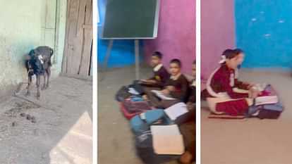 Bharmour Govt Sinur High School is running in private building Cattle Also in school