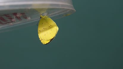 Exploring the Life of Butterflies: Colors, Beauty, and Rooftop Garden Habitats