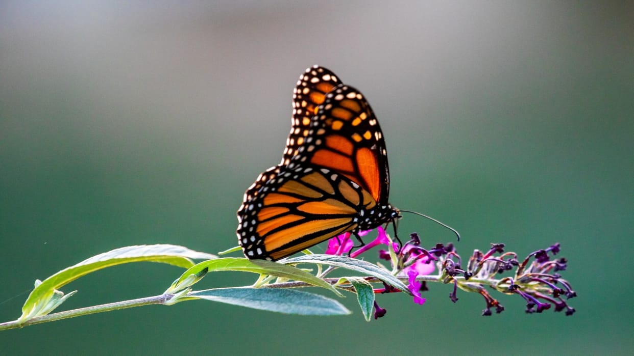 Exploring the Life of Butterflies: Colors, Beauty, and Rooftop Garden Habitats
