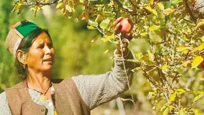 Himachal Apple 45 lakh boxes of apples went to the markets from Kinnaur this year