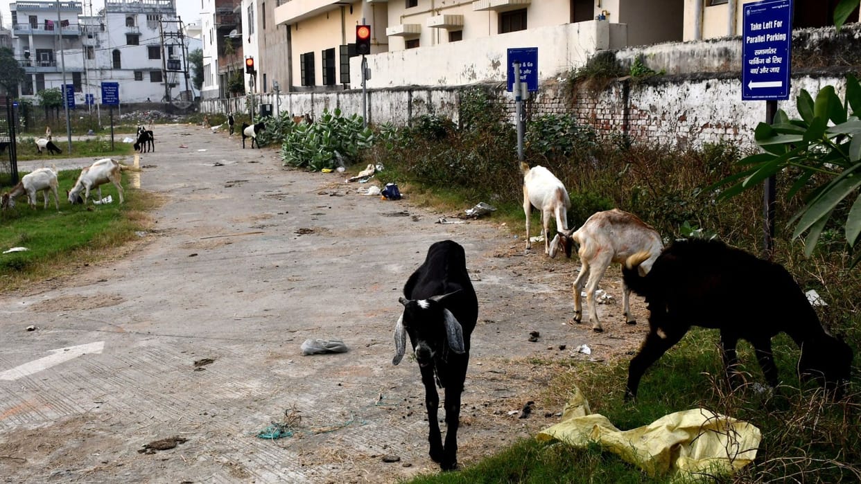 People failing driving license because cows and goats animals camped on track training institute