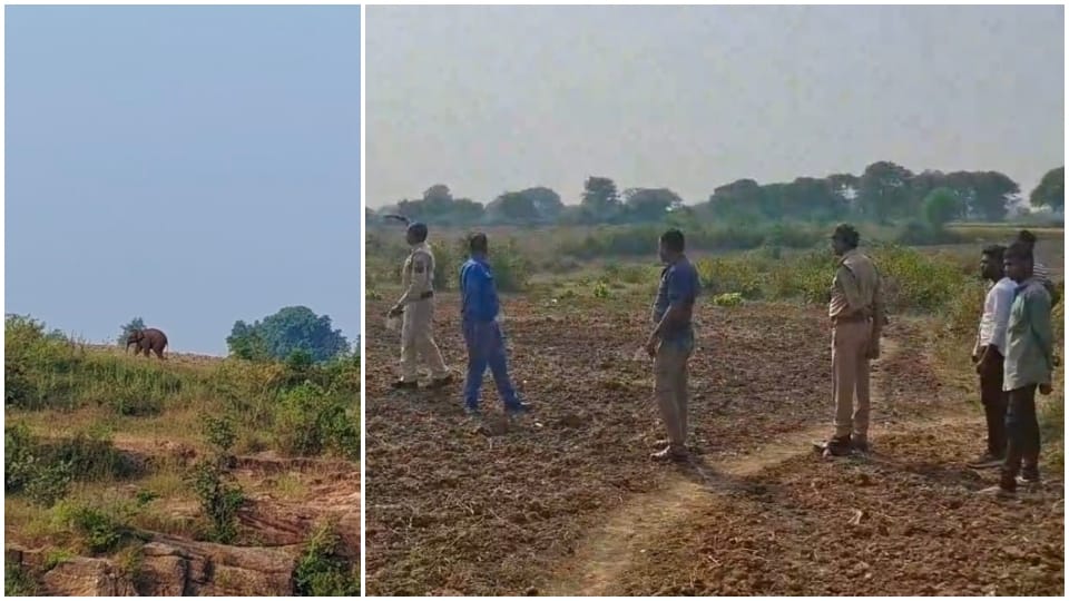 MP News: Elephant strayed from the herd and reached Katni forest team of three districts is tracking