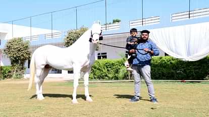 Kekri : 'Badal' became the center of attraction in Pushkar Fair, white horse won the hearts of horse breeders