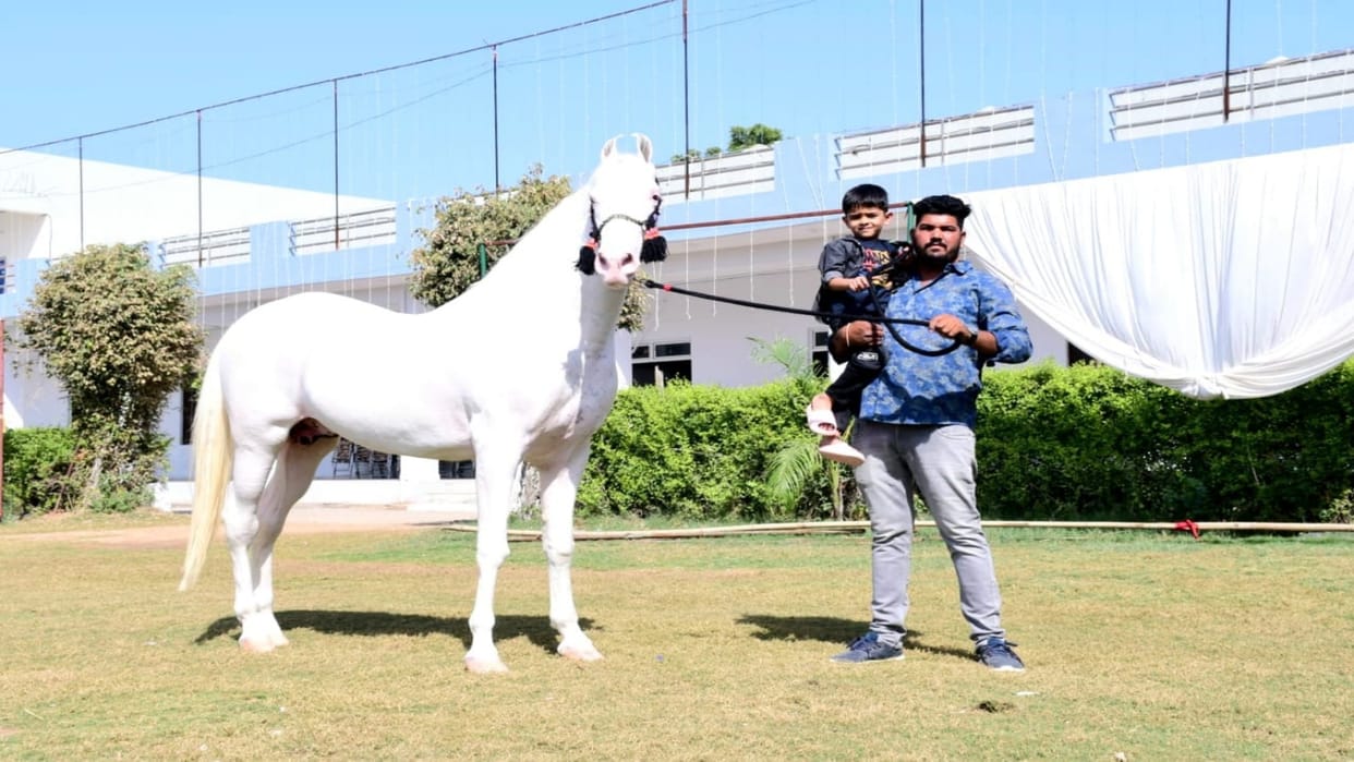 Kekri : 'Badal' became the center of attraction in Pushkar Fair, white horse won the hearts of horse breeders