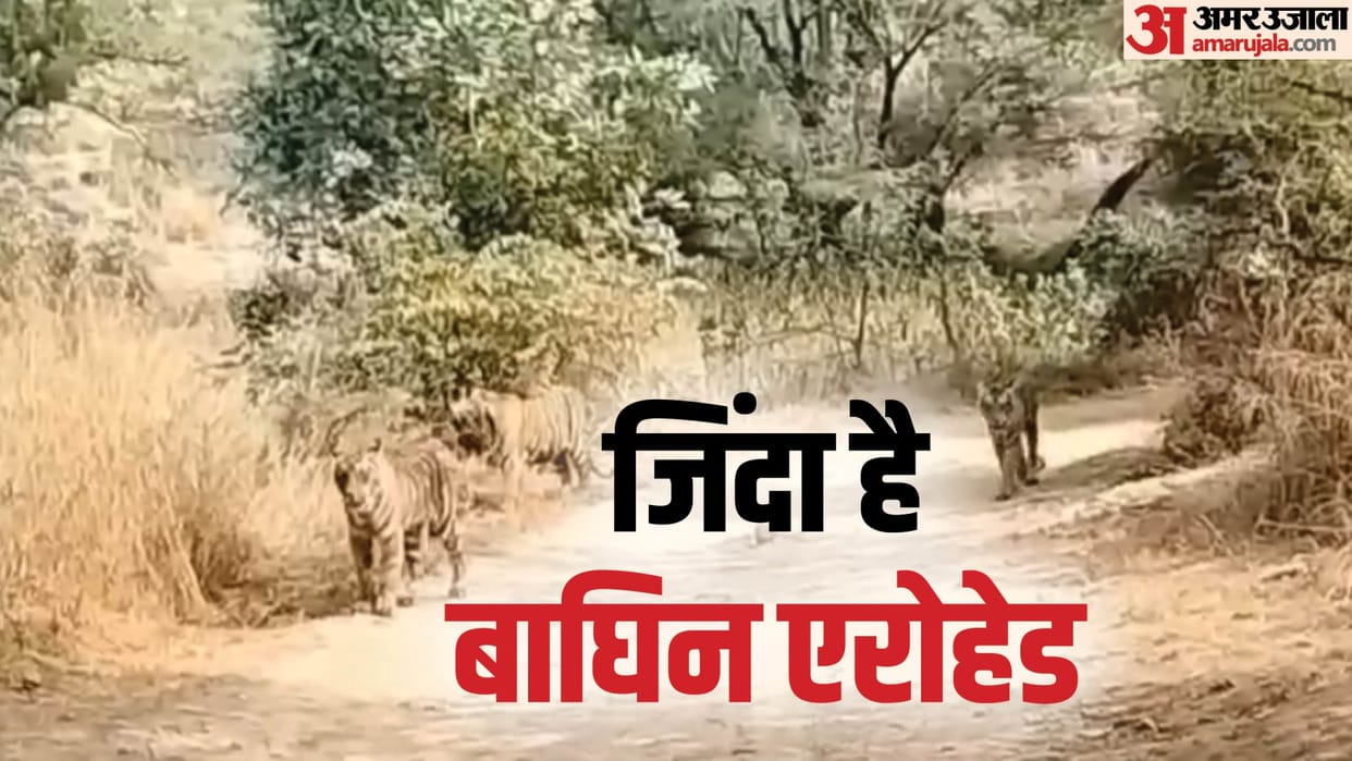 Sawai Madhopur: Tigress is alive... News of Arrowhead's death proved to be a rumour, seen safe with three cubs